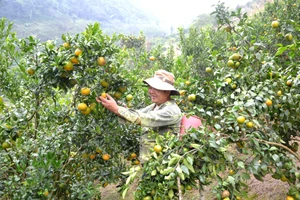 Người dân huyện Mường Khương (Lào Cai) thu hoạch cam.