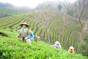 Người dân thôn Vĩnh Tân, xã Tân Trào, huyện Sơn Dương (Tuyên Quang) thu hoạch chè.