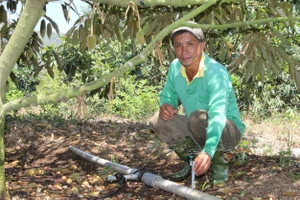 Nông dân tỉnh Ninh Thuận tưới tiết kiệm nước cho cây sầu riêng. Ảnh: NGUYỄN TRUNG