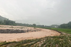 Mưa, lũ gây thiệt hại cây trồng tại xã Mường Chanh, huyện Mai Sơn, tỉnh Sơn La. Ảnh Quốc Tuấn.