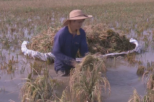 Bà con nông dân xã Văn Xá, huyện Kim Bảng (Hà Nam) thu hoạch lúa sau đợt mưa, bão vừa qua. (Ảnh: ĐÀO PHƯƠNG)