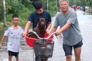 Nhiều khu vực trong thành phố Thái Bình ngập sâu, người dân buộc phải đưa gia súc đến nơi cao ráo. (Ảnh: Mai Tú)