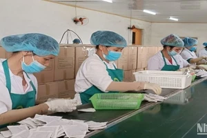 Sau tết, 100% người lao động Công ty Trà Thái Hưng (huyện Quỳnh Phụ, tỉnh Thái Bình) trở lại làm việc bình thường.
