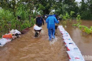 Dồn sức chống ngập úng cho 75ha lúa, hoa màu xã Xuân Hòa, huyện Vũ Thư (tỉnh Thái Bình) trong cơn bão số 3 vừa qua.