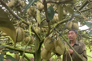 UBND huyện Cư M'gar đã đăng ký và tổ chức công bố nhãn hiệu “Sầu riêng Cư M'gar"