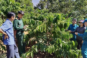 Huyện Đắk R'lấp có thổ nhưỡng phù hợp trồng các loại cây như hồ tiêu, cà phê, cao su, điều