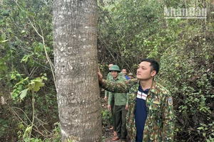 Người dân huyện Mường Nhé tuần tra bảo vệ rừng.