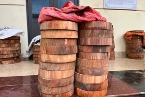 Số lóng gỗ nghiến do Công an huyện Tủa Chùa thu giữ từ các đối tượng.