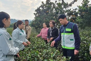 Thành viên tổ khuyến nông cộng đồng các tỉnh trao đổi kinh nghiệm hoạt động với thành viên tổ khuyến nông cộng đồng tại tỉnh Sơn La.