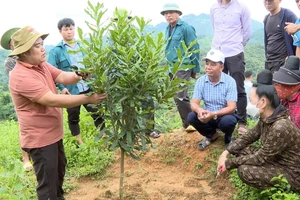 Cán bộ kỹ thuật Trung tâm Dịch vụ nông nghiệp huyện Tuần Giáo hướng dẫn nông dân cách chăm sóc cây mắc-ca.