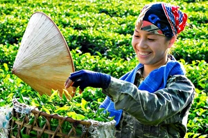 Bàn tay khéo léo và kinh nghiệm trồng, chế biến lâu đời tạo ra chè Thái nổi tiếng.