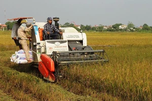 Nông dân Ninh Bình sử dụng máy gặt thu hoạch lúa. (Ảnh: Xuân Trường)
