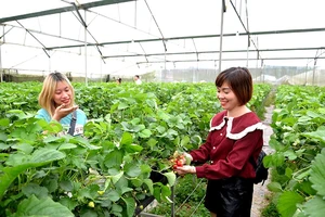 Du khách khám phá vườn dâu tây của Hợp tác xã rau quả Thắng Lợi, ở phường Hàm Rồng, thị xã Sa Pa, tỉnh Lào Cai.
