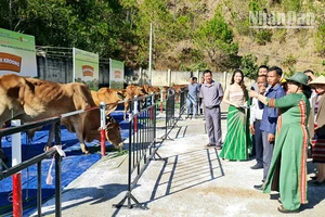 Các đại biểu, khách hàng, người dân tham quan các quầy trưng bày gia súc
