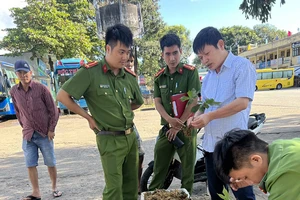 Kon Tum: Thu giữ hàng chục kg sâm nghi giả sâm Ngọc Linh