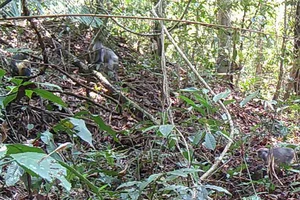 Đàn voọc bạc quý hiếm tại Vườn quốc gia Chư Mom Ray.