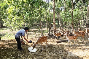 Anh Nguyễn Xuân Tiến chăm sóc đàn hươu sao.