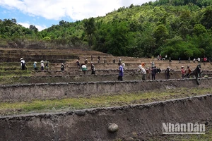 Người dân thôn 3, xã Trà Vinh, huyện Nam Trà My vào mùa trồng lúa.