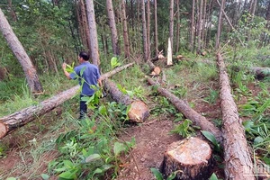 Hiện trường vụ triệt hạ rừng thông.