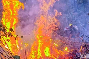 Lực lượng chức năng nỗ lực dập tắt đám cháy thực bì trong khu rừng thông lớn.
