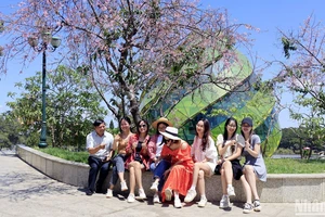 Du khách thích thú được lưu dấu kỷ niệm với sắc hoa mai anh đào trên phố núi Đà Lạt giữa mùa khô Tây Nguyên.