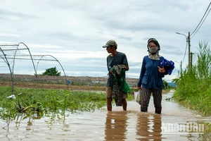 Làng rau La Hường ngập úng sau mưa lớn do áp thấp nhiệt đới.