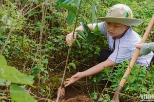 Một tình nguyện viên nhỏ tuổi hăng hái trồng cây tại dải rừng Pa Cốp-Hua Tạt, huyện Vân Hồ, tỉnh Sơn La.