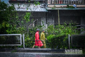 "Cứu" cây sau bão sẽ rút ngắn được thời gian phủ xanh đô thị tới 20 năm 