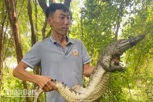 Lực lượng chức năng tiếp tục bắt thêm cá sấu xổng chuồng ở Công viên văn hóa An Hòa.