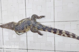 Con cá sấu bị bắt sáng 16/11.