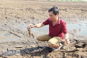 Do nguồn nước ô nhiễm, 12 ha nuôi tôm, cua, cá của ông Huỳnh Văn Kỷ chết hàng loạt, bị thiệt hại tổng cộng 380 triệu đồng. 