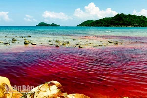 Hiện tượng nước biển chuyển từ màu xanh thông thường sang màu đỏ ở xã đảo Thổ Châu. 
