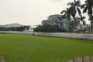 Lúa và rau mầu bên cạnh Công ty Thương mại Tuấn Tú phát triển bình thường và xanh tốt.
