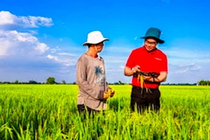 Agribank cho vay lúa gạo chất lượng cao.