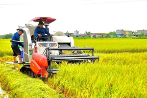 Nông dân huyện Nam Trực (Nam Định) sử dụng máy gặt để thu hoạch lúa vụ xuân 2024. (Ảnh: XUÂN TRƯỜNG)