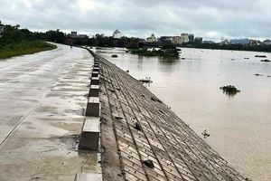 Một đoạn mái đê Tả Đáy đi qua địa phận huyện Ý Yên (Nam Định) được gia cố tấm lát bê-tông.