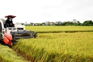 Đất đai ở tỉnh Nam Định có độ phì nhiêu cao, thuận lợi cho việc phát triển nông nghiệp, cần được quản lý chặt chẽ, hiệu quả, khai thác tối ưu tiềm năng. (Ảnh: XUÂN TRƯỜNG)