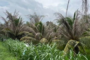 Vườn dừa tại xã Cẩm Sơn (huyện Mỏ Cày Nam, tỉnh Bến Tre) bị sâu đầu đen gây hại. (Ảnh: HOÀNG TRUNG)