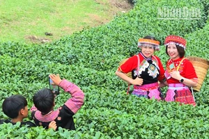 Du khách mặc trang phục dân tộc H'Mông chụp ảnh ở đồi chè trái tim. 