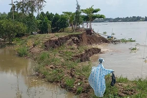Sạt lở nghiêm trọng tại khu vực cồn Phú Đa làm thiệt hại đất đai và vườn cây ăn trái của người dân. 