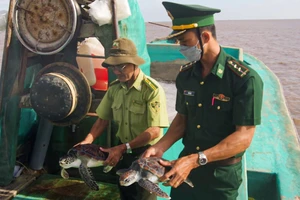 Đồn Biên phòng Trung Bình và Hạt kiểm lâm liên huyện Trần Đề-Cù Lao Dung thả các cá thể rùa biển họ Vích về môi trường tự nhiên. 