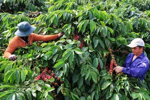 Chính sách hỗ trợ về bảo hiểm nông nghiệp sẽ mang lại lợi ích rất lớn cho người trồng cà-phê và hồ tiêu trên địa bàn tỉnh Đắk Nông.