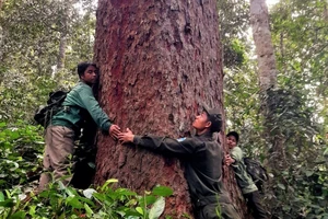 Lực lượng kiểm lâm cùng người dân địa phương khảo sát, bảo vệ rừng ở Tây Giang. Ảnh: ALăng Ngước