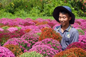 Nông dân Làng hoa Sa Đéc chăm sóc giống cúc mâm xôi phục vụ thị trường Tết 2024 và Festival Hoa - Kiểng Sa Đéc. Ảnh: TTXVN