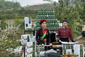 Hợp tác xã Sâm núi Dành Đức Hạnh (tỉnh Bắc Giang) thường xuyên tổ chức bán sản phẩm trên các nền tảng thương mại điện tử. Ảnh: Trần Đức 
