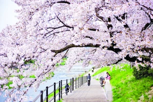 Người Nhật Bản xem việc ngắm nhìn hoa đào nở như truyền thống đón chào mùa xuân mới.