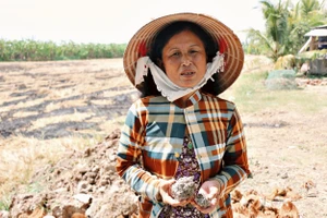 Người nông dân huyện Trần Văn Thời bên thửa ruộng khô khát.