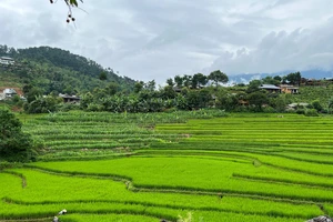Việt Nam cần chú trọng vấn đề cốt lõi là cải tạo và nâng cao chất lượng đất.
