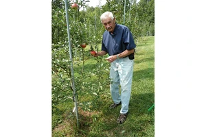 Tính đến nay, ông Tom Brown đã nhận diện hơn 1.200 giống táo.