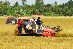 Lúa là nông sản chủ lực và các tỉnh, thành phố vùng đồng bằng sông Cửu Long cần liên kết lại với nhau.